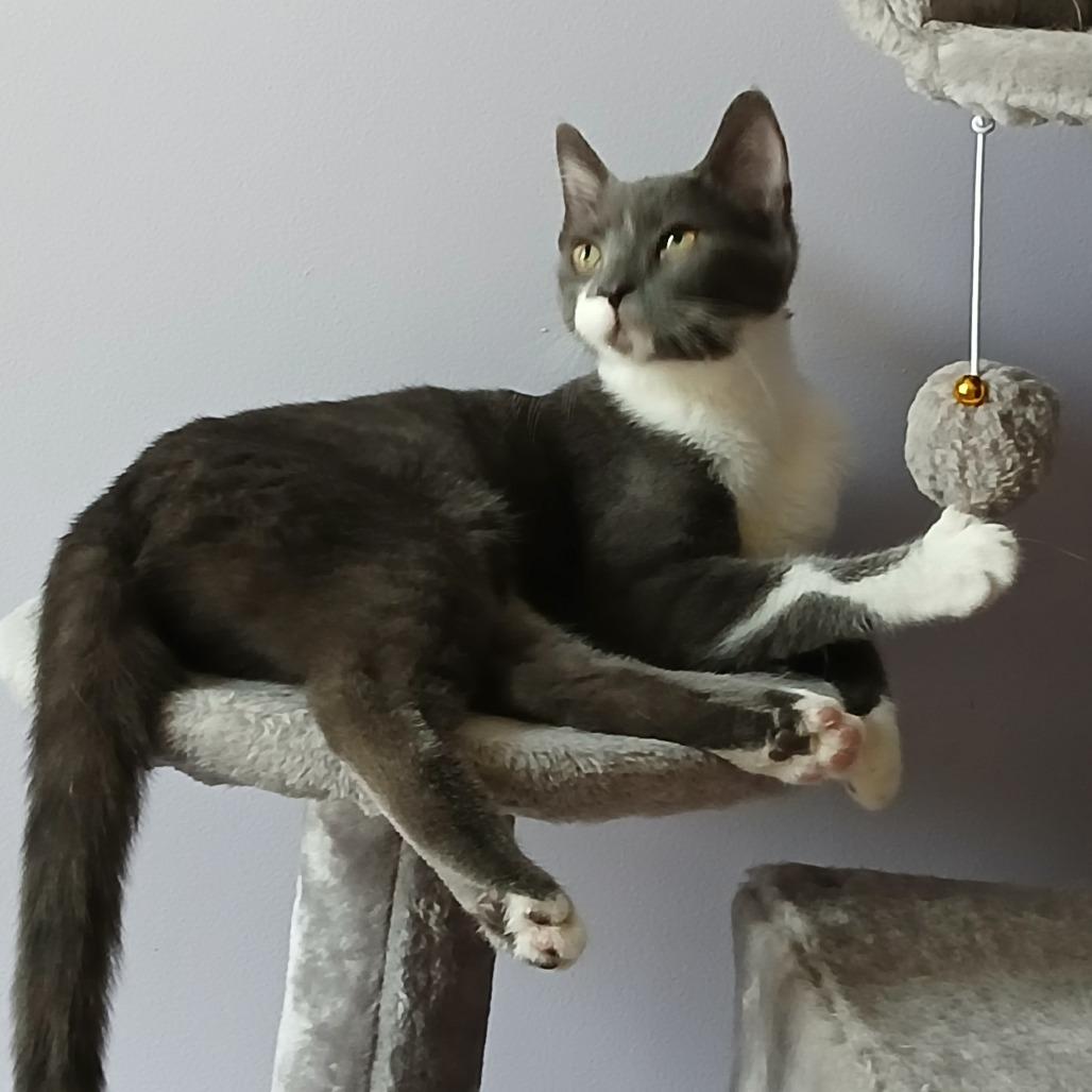 Enlarge Monopoly, a Adoptable Domestic Short Hair in Irwin, PA image 3/5