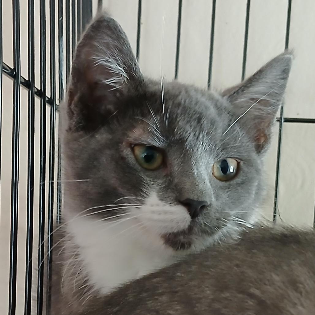 Monopoly, a Adoptable Domestic Short Hair in Irwin, PA image 1/2