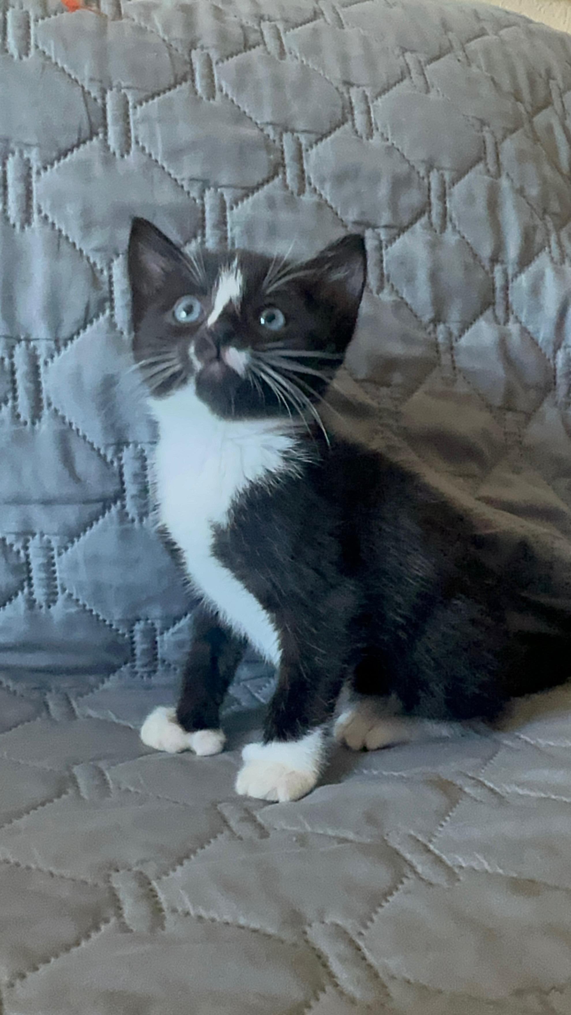 Punisher, a Adopted mixed breed in Dixon, CA image 1/3