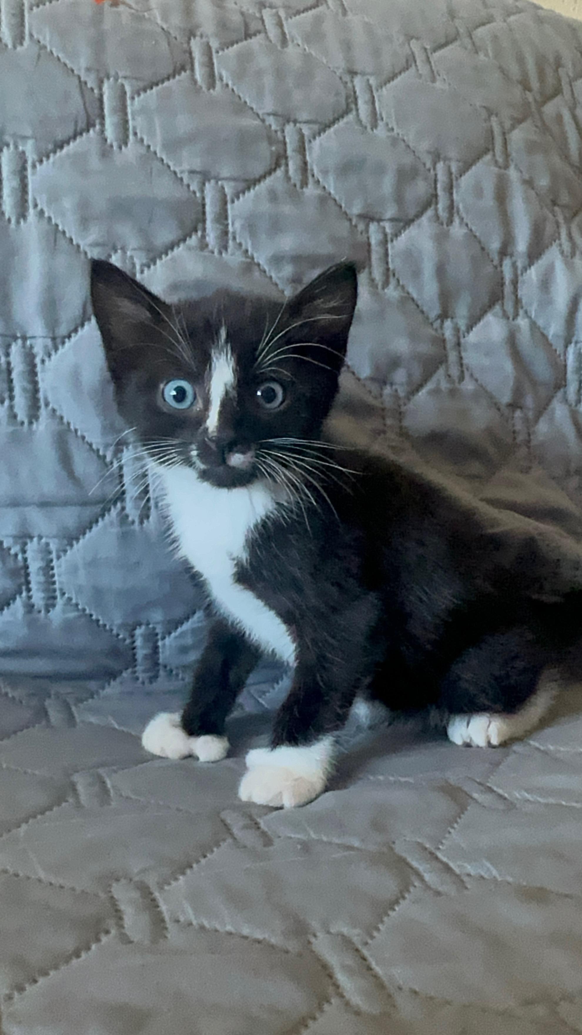 Punisher, a Adopted mixed breed in Dixon, CA image 2/3