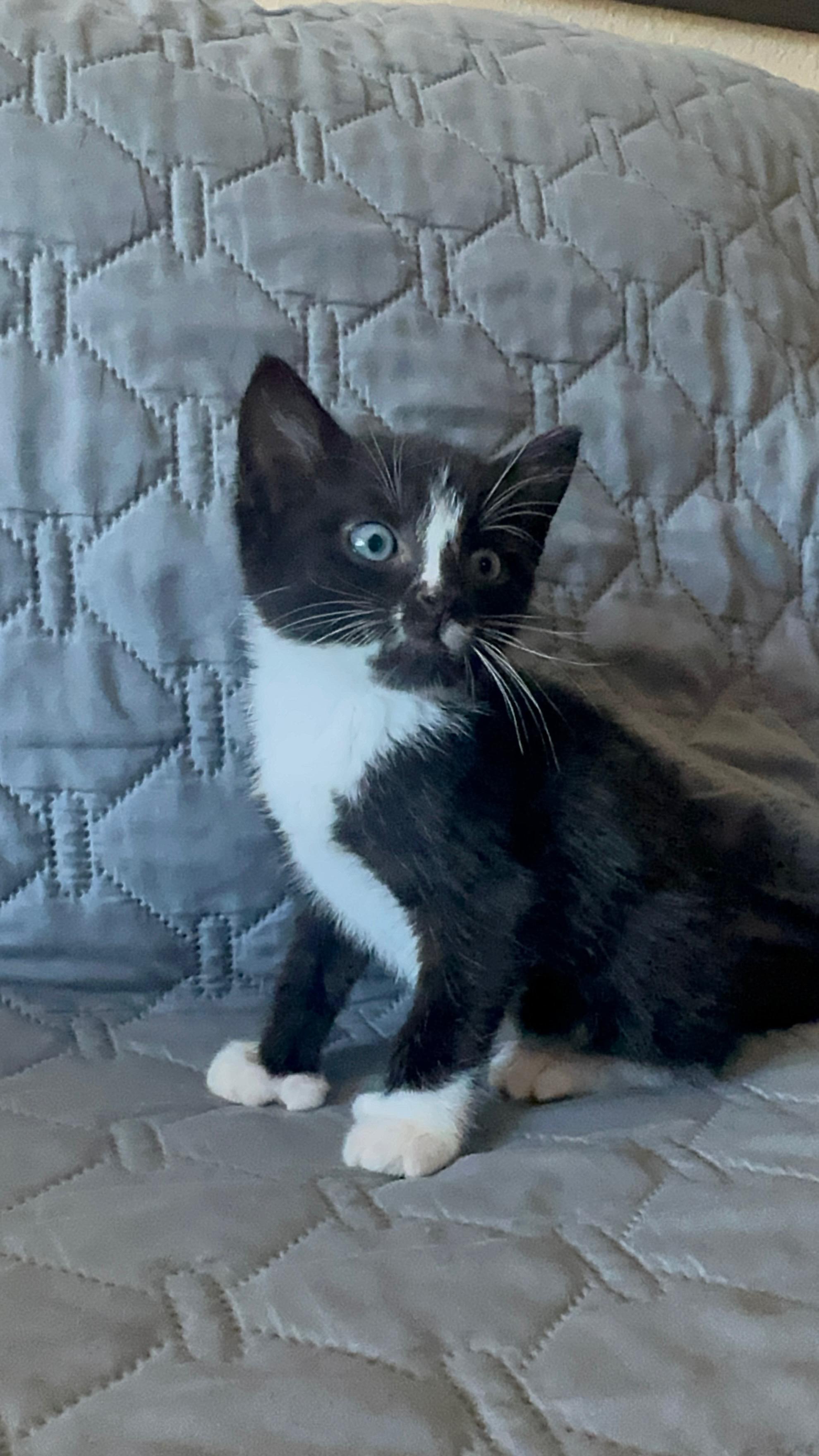 Punisher, a Adopted mixed breed in Dixon, CA image 3/3