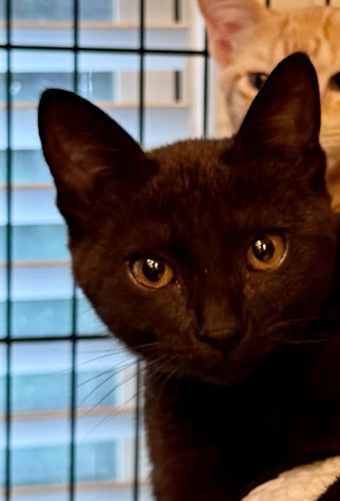 Pasha, Adoptable, Kitten Male Domestic Short Hair.