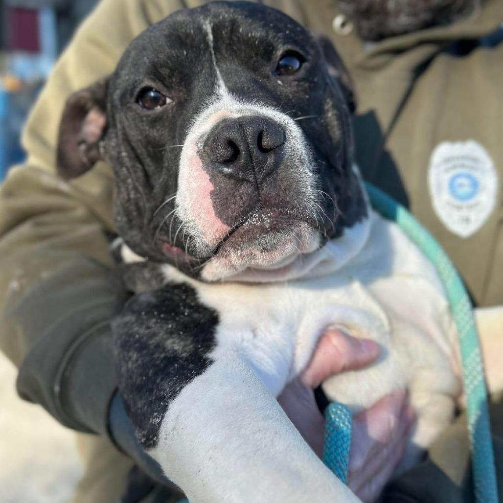 Don, Adoptable, Young Male Pit Bull Terrier & Labrador Retriever.