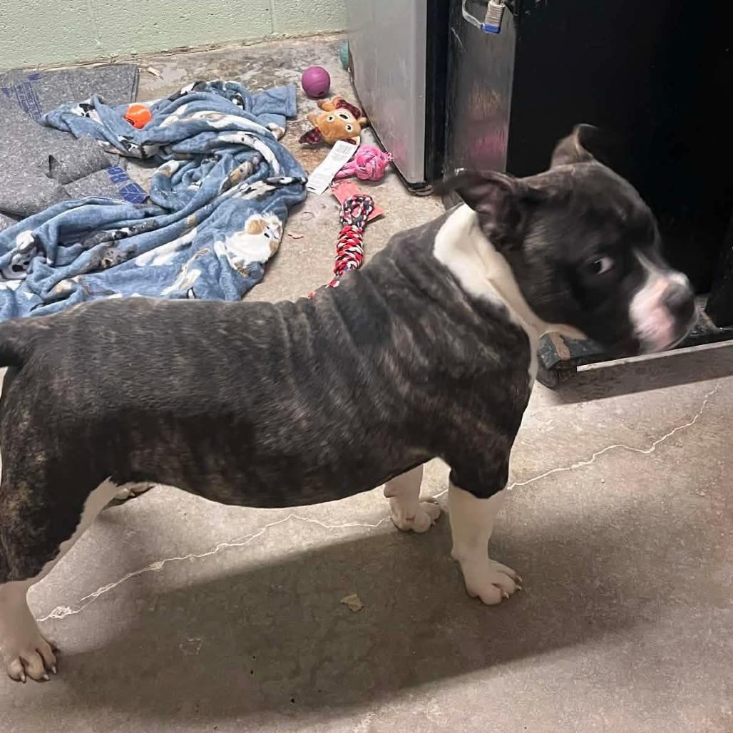 Don, a Adoptable mixed breed in Clarksville, TN image 2/2