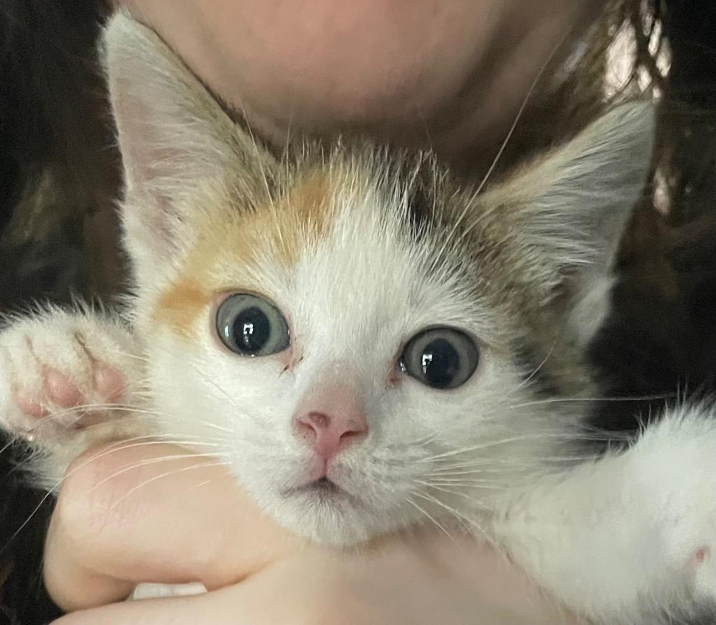 Norma, Adoptable, Kitten Female Calico.