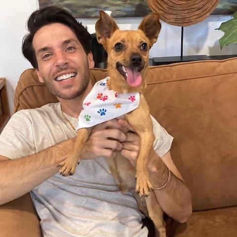 Max 595 (formerly Douglas), Adoptable, Adult Male Chihuahua & Dachshund.