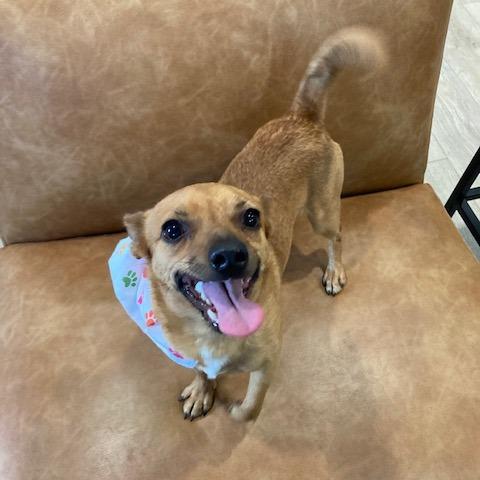 Enlarge Max 595 (formerly Douglas), a Adoptable mixed breed in Indiantown, FL image 2/5