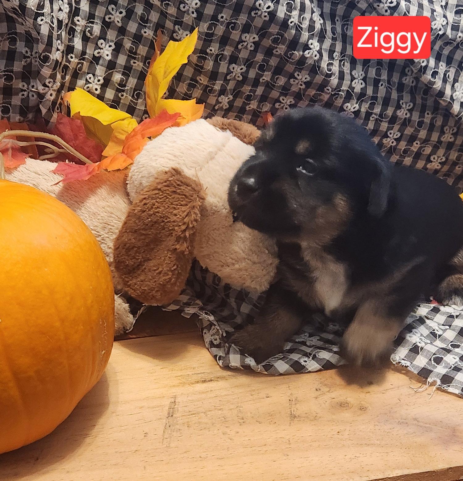 Enlarge Puppy Ziggy, a Adoptable Dachshund in Los Angeles, CA image 1/1