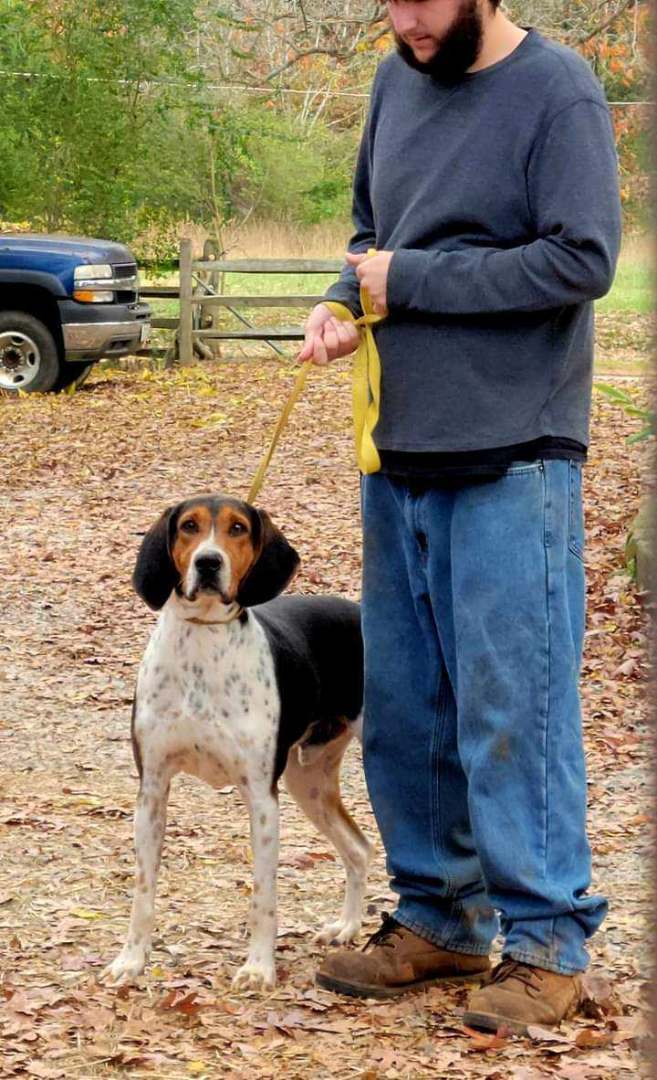 Drake, an adoptable Hound Mix in Clarksville, VA_image-1