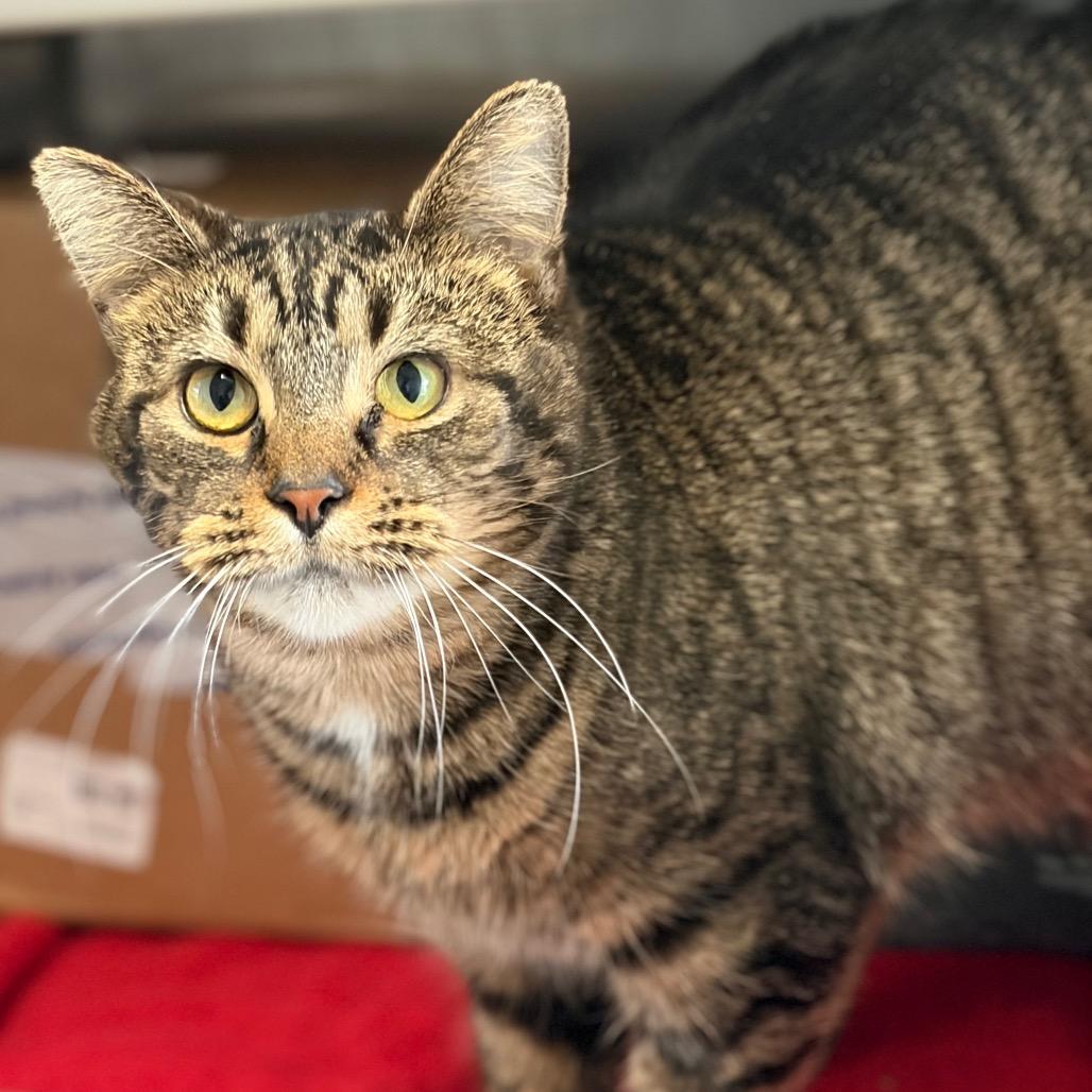 Aqua (Holland Cat Cove), Adoptable, Adult Female Domestic Short Hair.