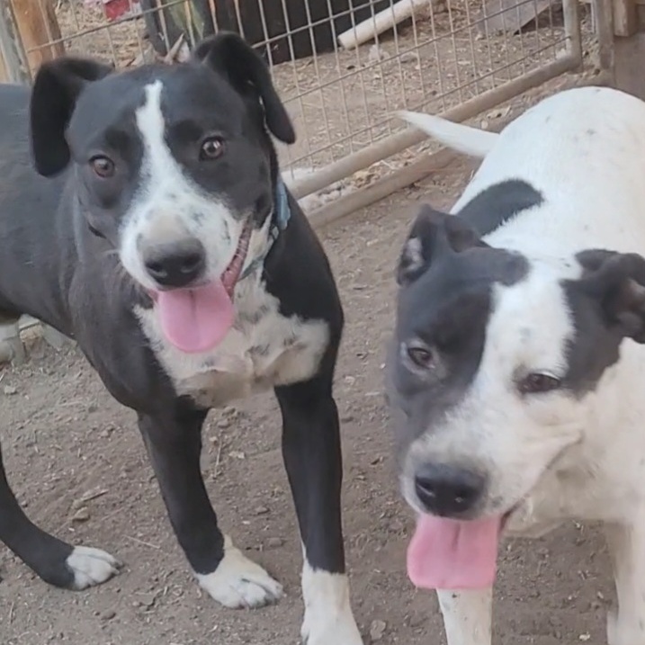 Sophia, Adoptable, Adult Female Australian Cattle Dog / Blue Heeler.