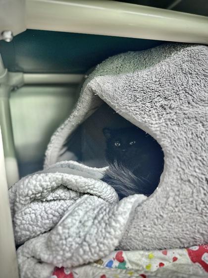 Starry, a Adoptable mixed breed in Yakima, WA image 1/3