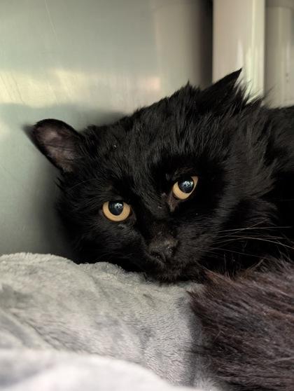 Starry, a Adoptable mixed breed in Yakima, WA image 2/3