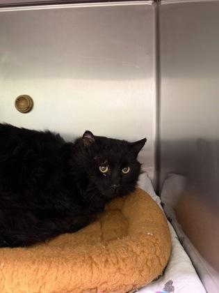 Starry, a Adoptable mixed breed in Yakima, WA image 3/3