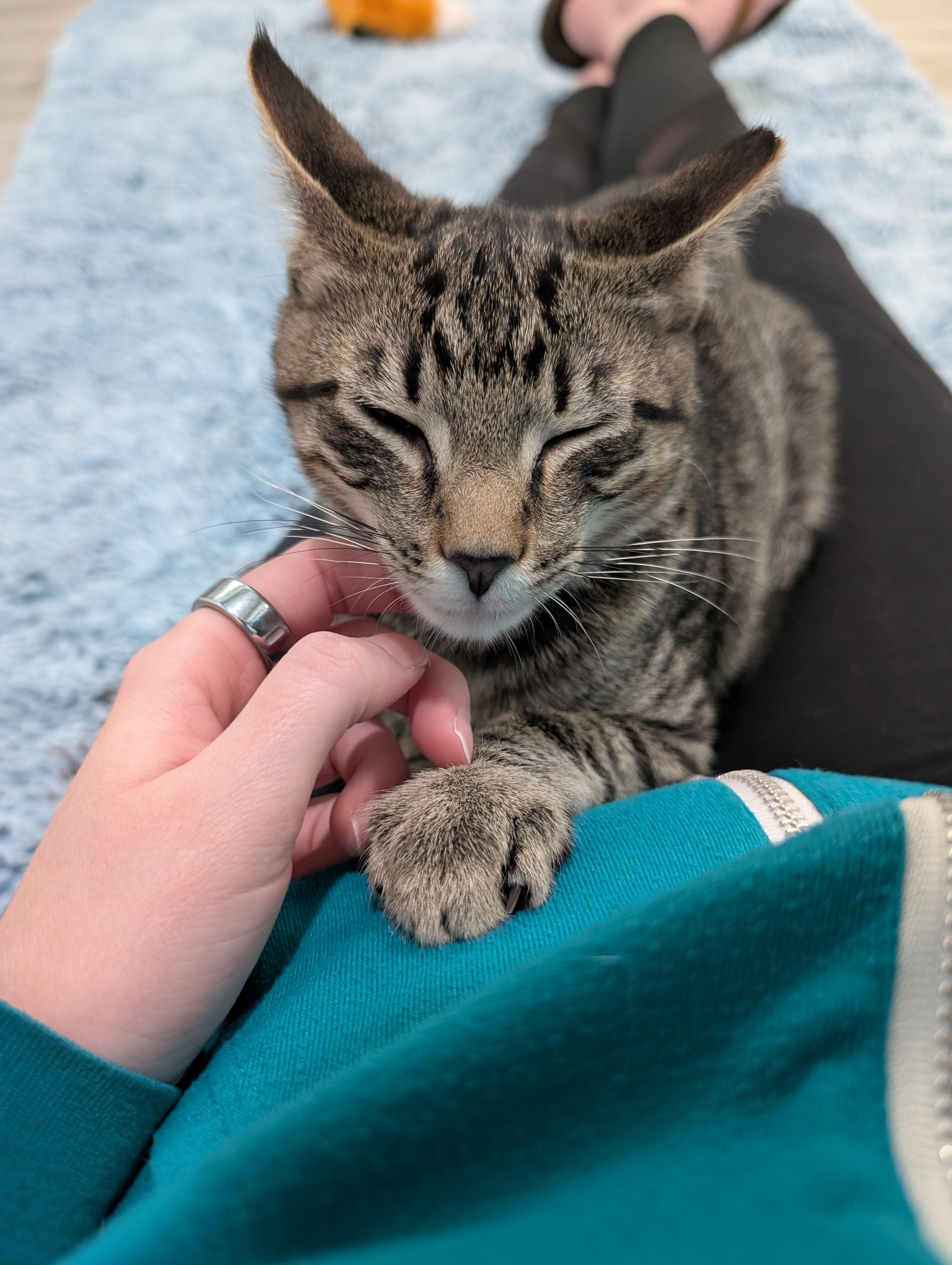 Wreck-It Ralph, a Adoptable mixed breed in Zebulon, NC image 4/5