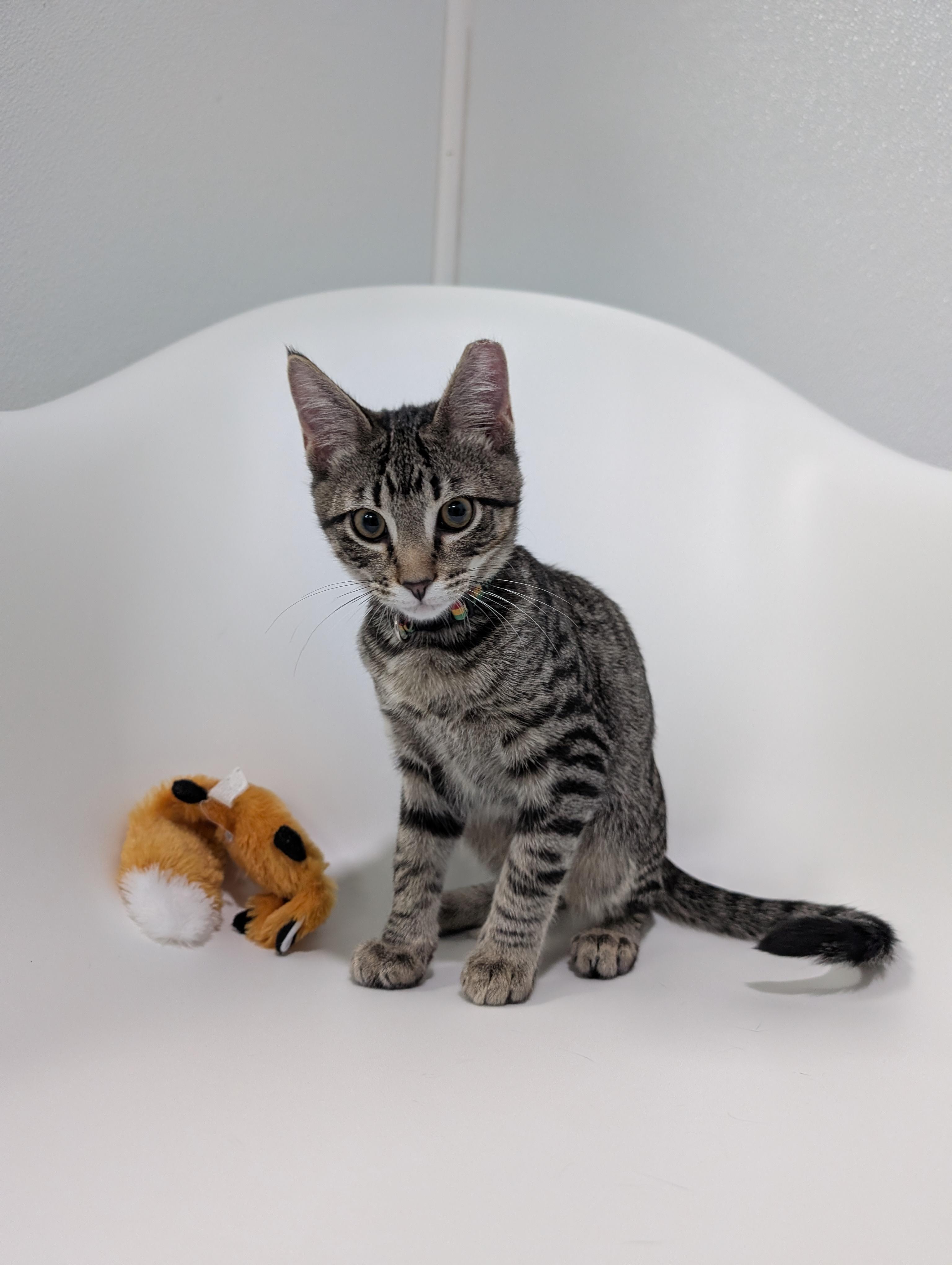 Wreck-It Ralph, a Adoptable mixed breed in Zebulon, NC image 3/5