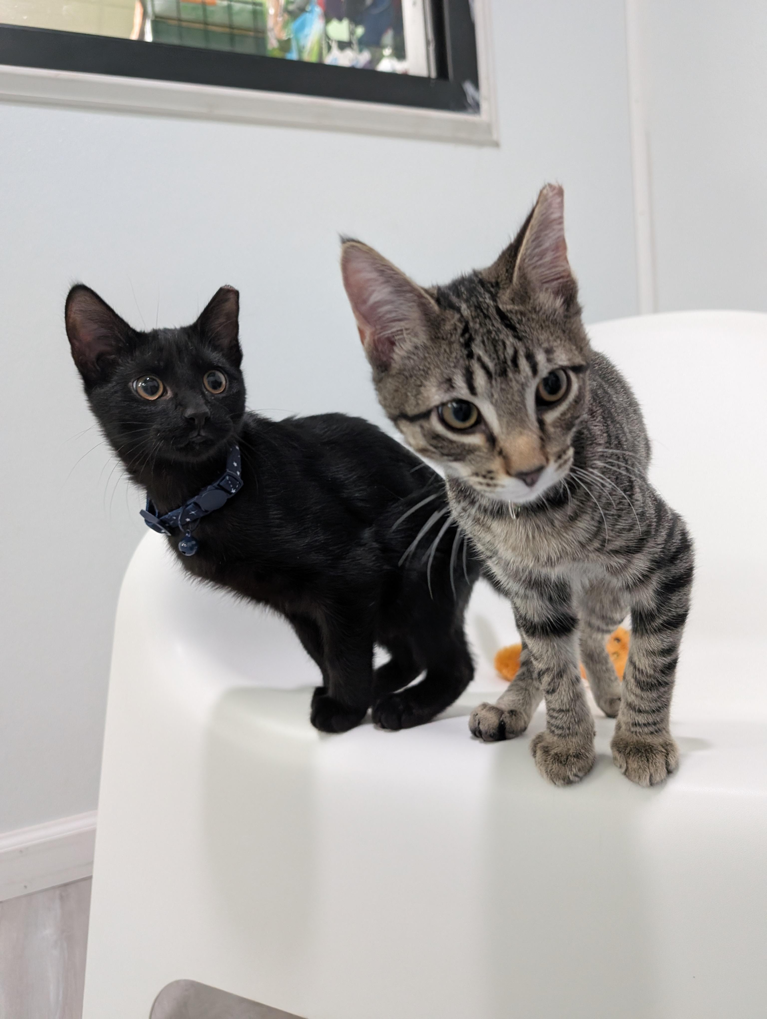 Wreck-It Ralph, a Adoptable mixed breed in Zebulon, NC image 5/5