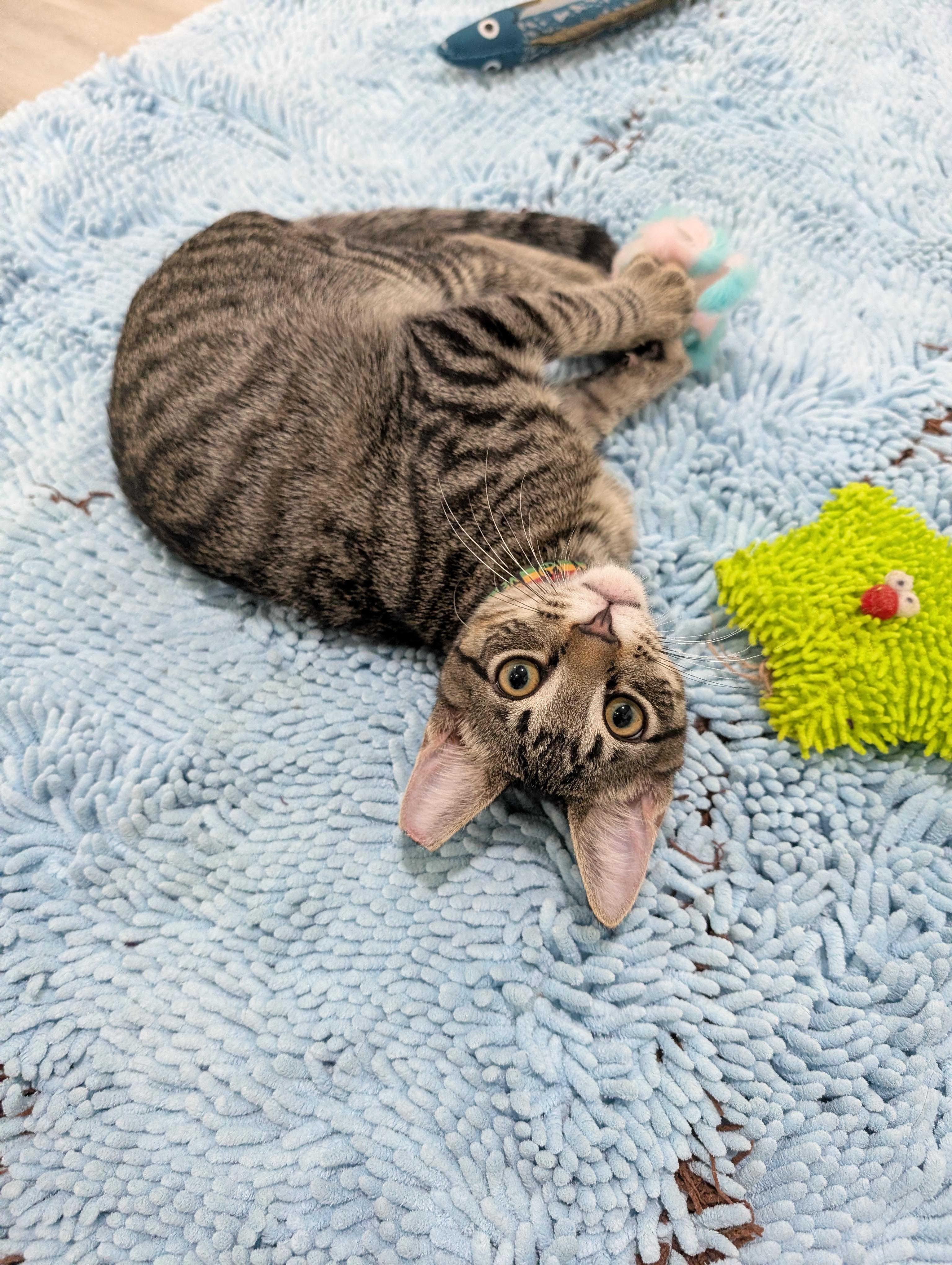 Wreck-It Ralph, a Adoptable mixed breed in Zebulon, NC image 2/5