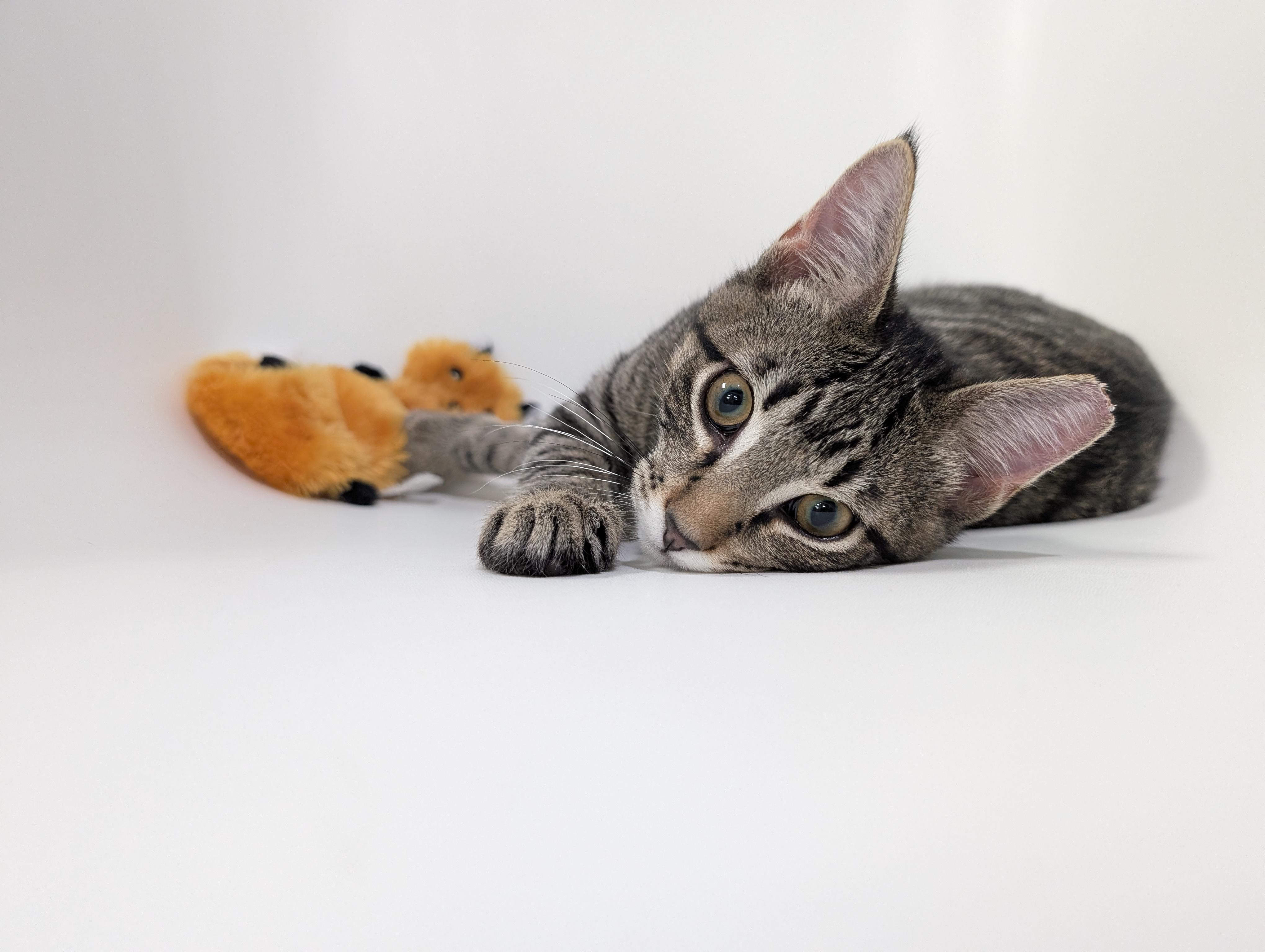 Wreck-It Ralph, a Adoptable mixed breed in Zebulon, NC image 1/5