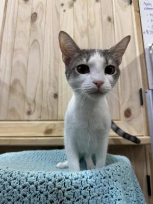 Enlarge Sophie, a Adoptable Domestic Short Hair in Chuckey, TN image 1/1