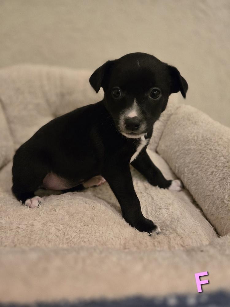 Layla, Adoptable, Puppy Female Chihuahua & Terrier.