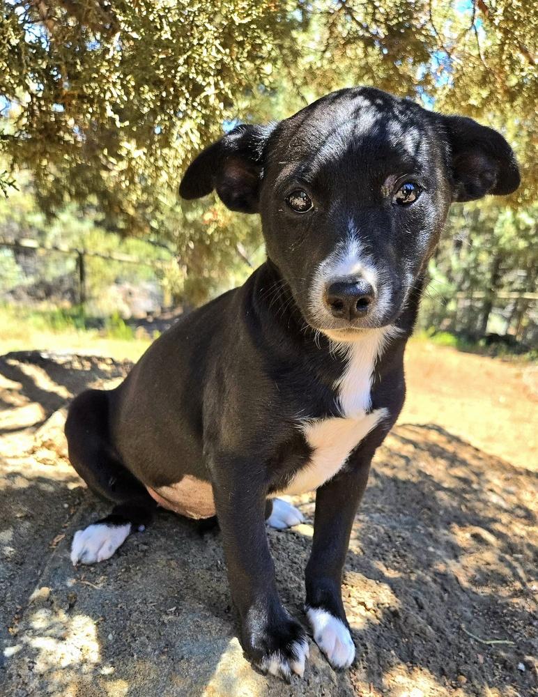 Layla, a Adoptable mixed breed in Bend, OR image 3/5