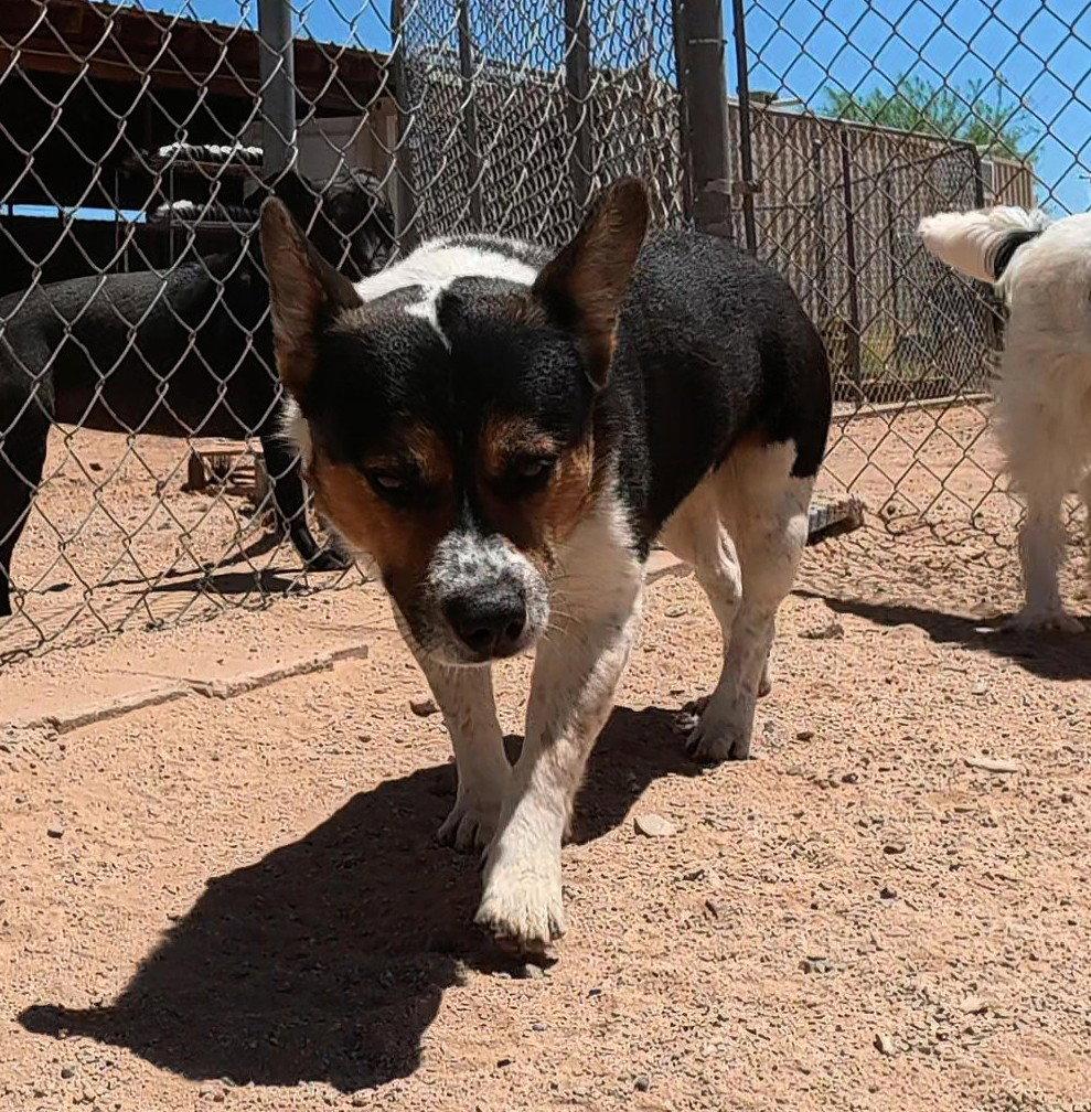 Vinny, Adoptable, Adult Male Corgi.