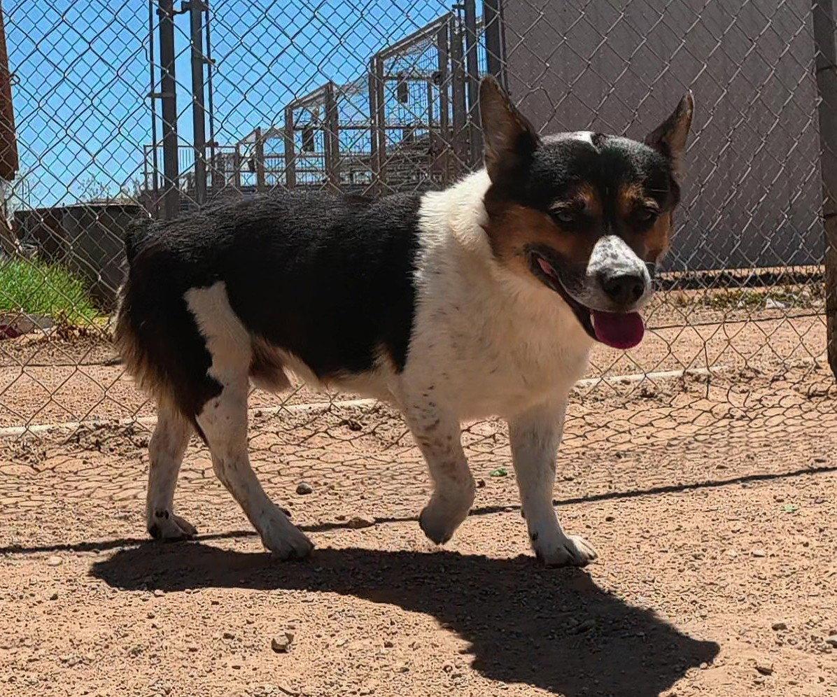Vinny, a Adoptable Corgi in Queen Creek, AZ image 2/3