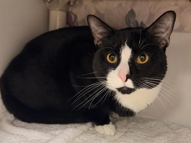 Enlarge FRANKLIN, a Adoptable Domestic Short Hair in Boston, MA image 1/1