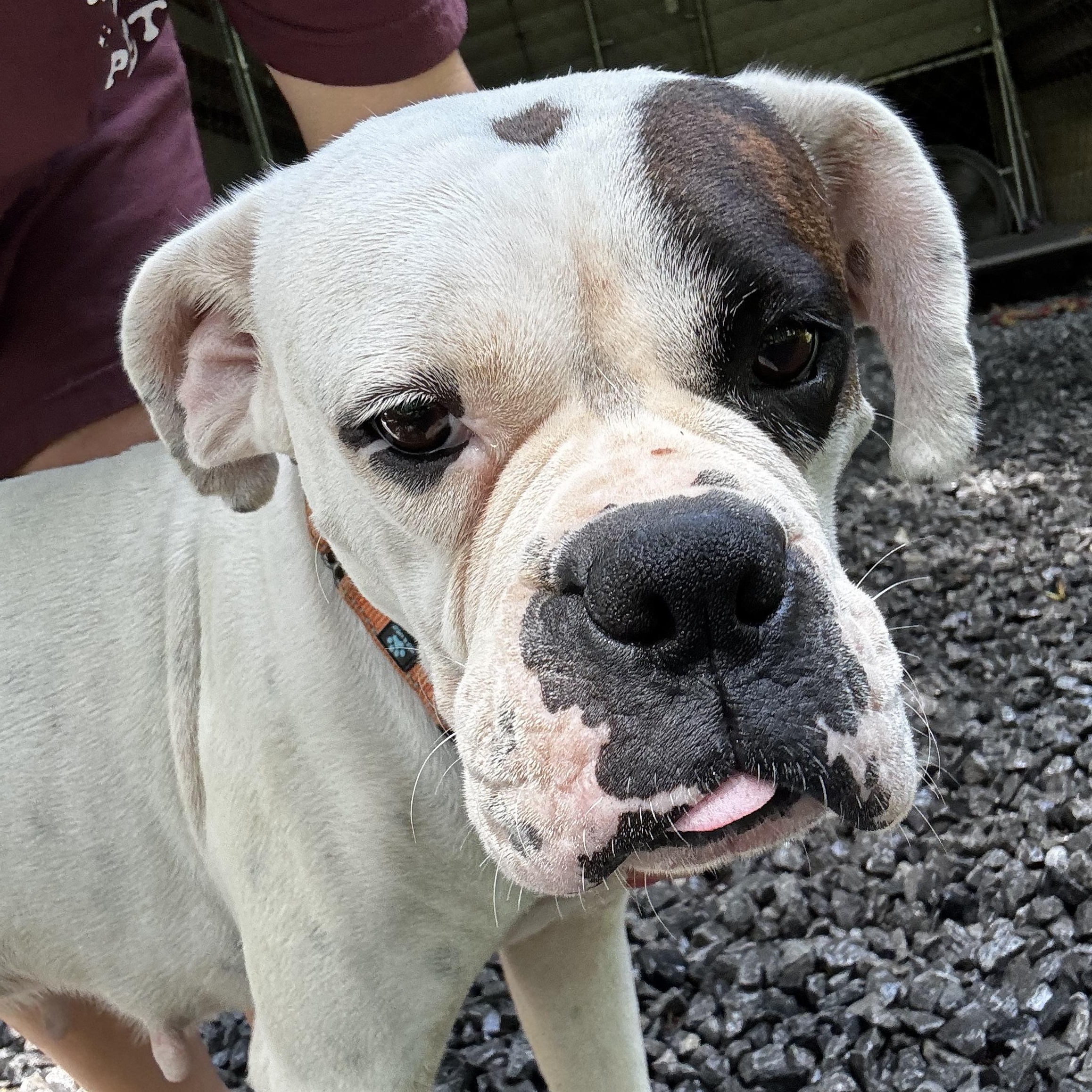 Enlarge Heidi, a Adopted Boxer in grant, AL image 2/3