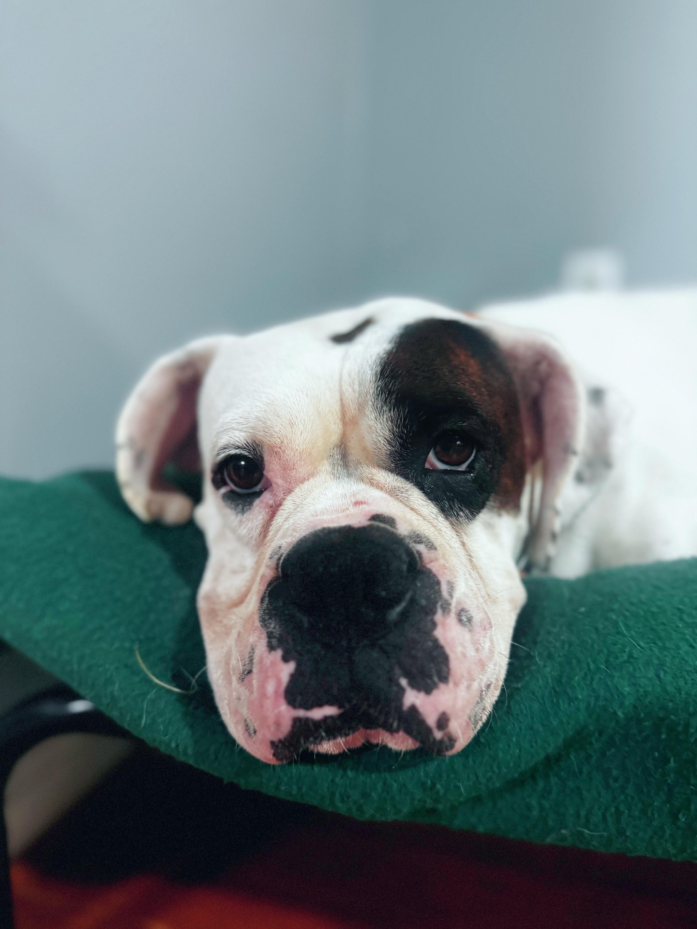 Enlarge Heidi, a Adopted Boxer in grant, AL image 1/3