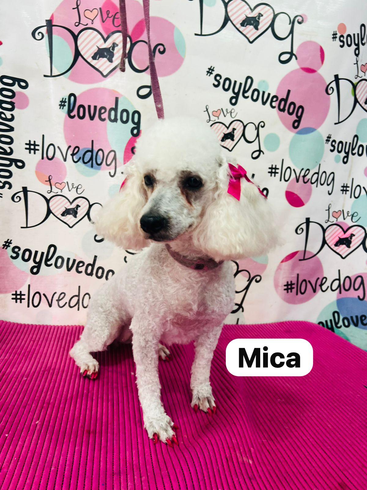 Chiquita & Mica, a Adoptable Poodle in San Ysidro, CA image 1/5