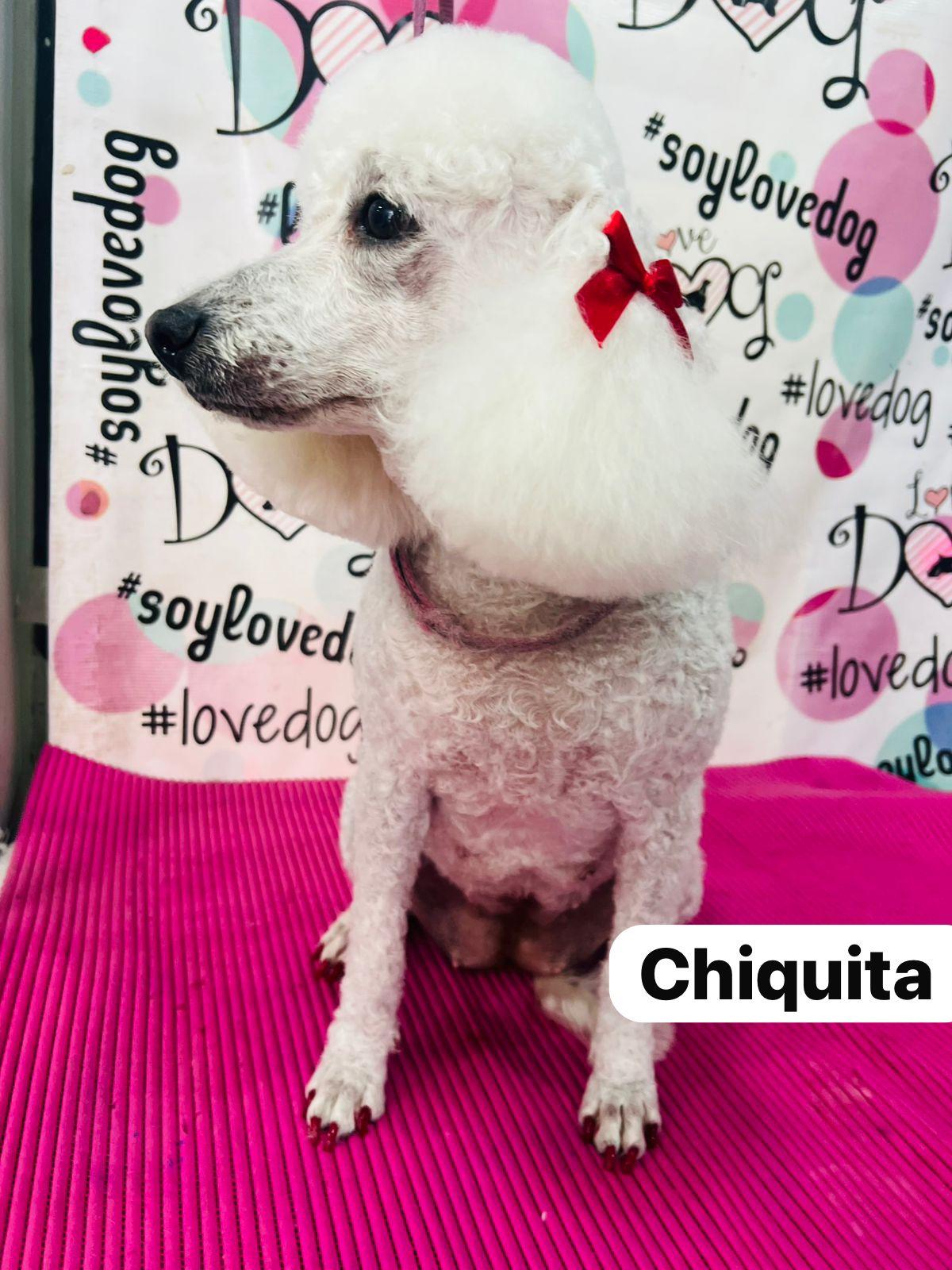 Chiquita & Mica, a Adoptable Poodle in San Ysidro, CA image 2/5