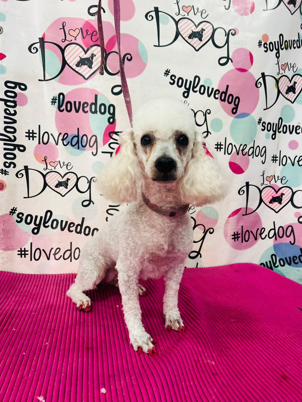 Chiquita & Mica, a Adoptable Poodle in San Ysidro, CA image 3/5