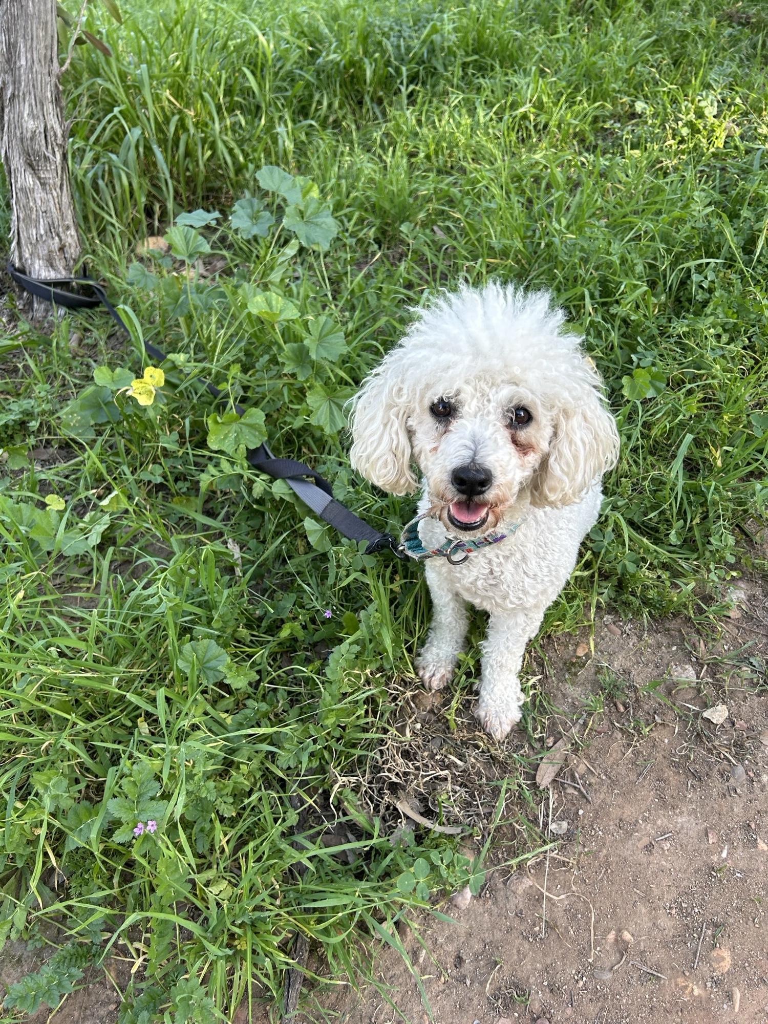 Mica, a Adoptable Poodle in San Ysidro, CA image 6/6