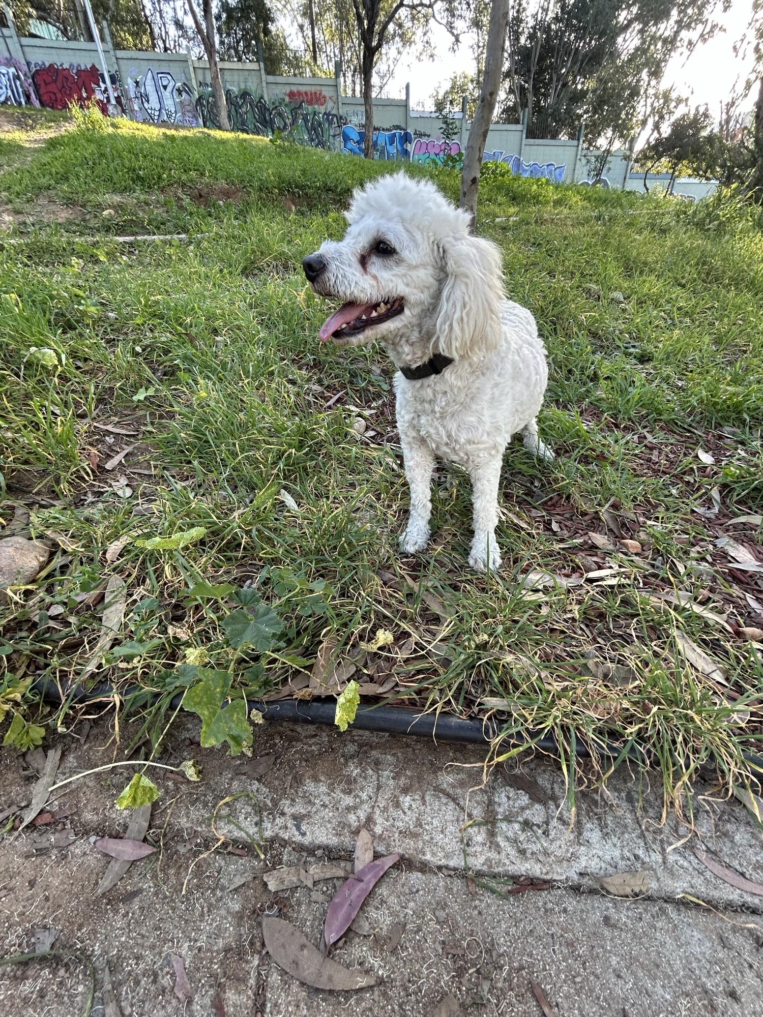 Mica, a Adoptable Poodle in San Ysidro, CA image 5/6