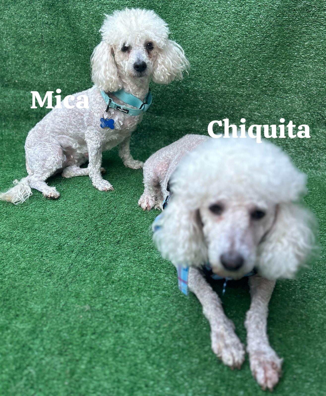 Chiquita & Mica, a Adoptable Poodle in San Ysidro, CA image 4/5