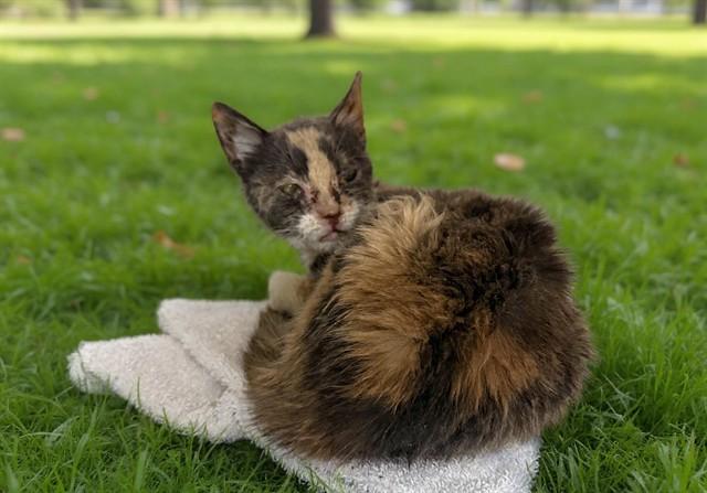 MOSAIC, Adoptable, Adult Female Domestic Medium Hair.