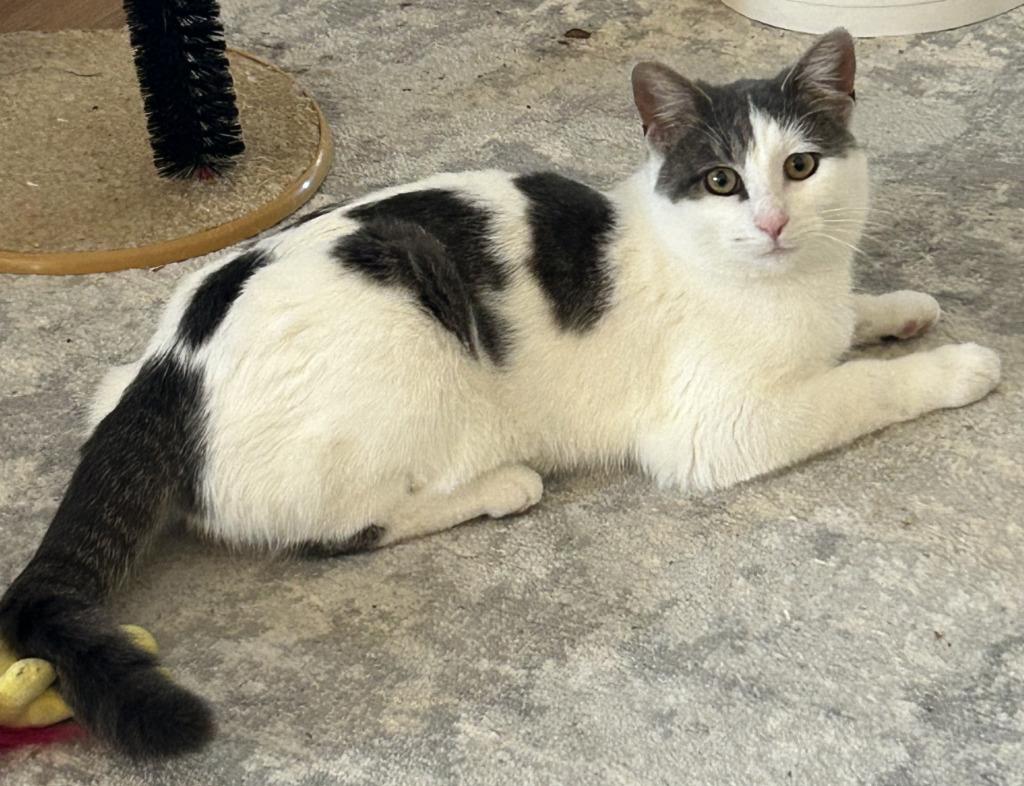 Lilly, Adoptable, Young Female Domestic Short Hair.