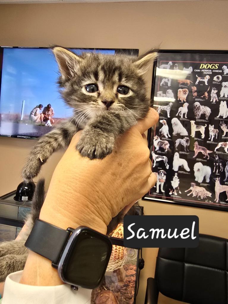 Samuel, Adoptable, Kitten Male Tiger.