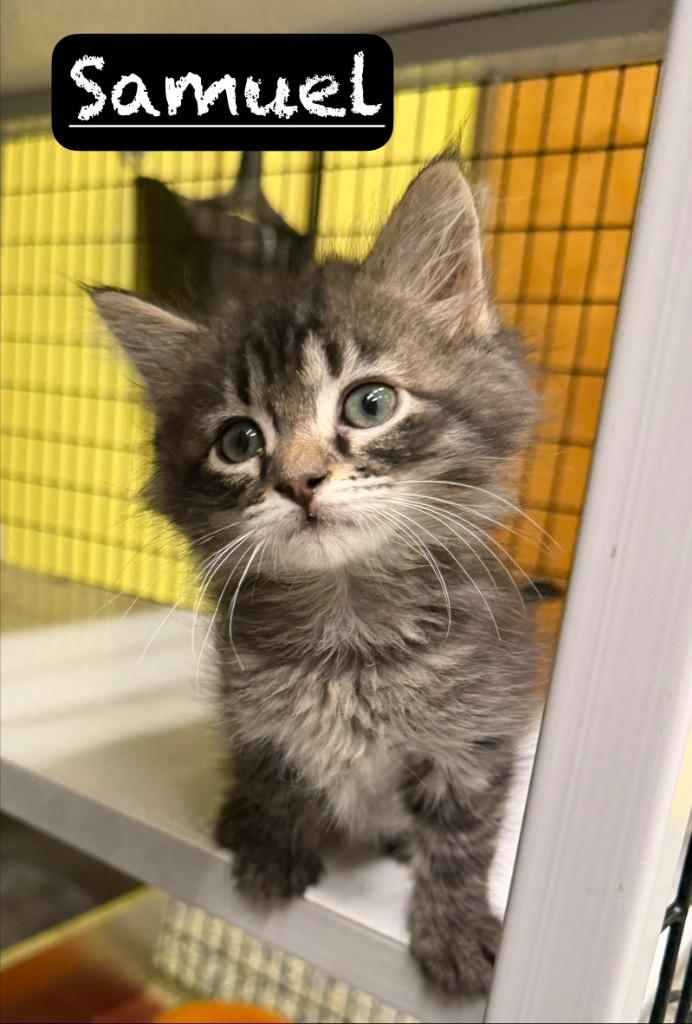 Samuel, a Adoptable Tiger in Maumelle, AR image 2/3