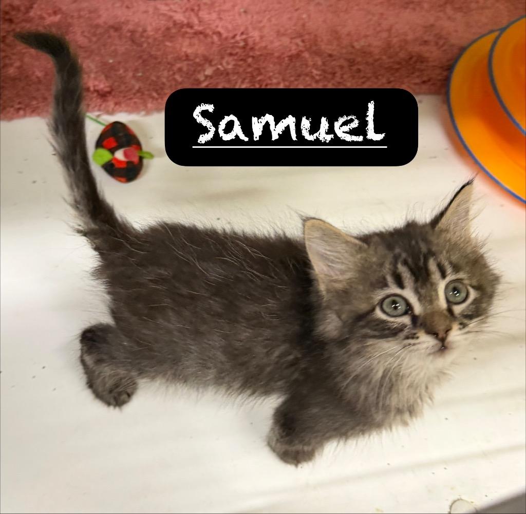Samuel, a Adoptable Tiger in Maumelle, AR image 3/3