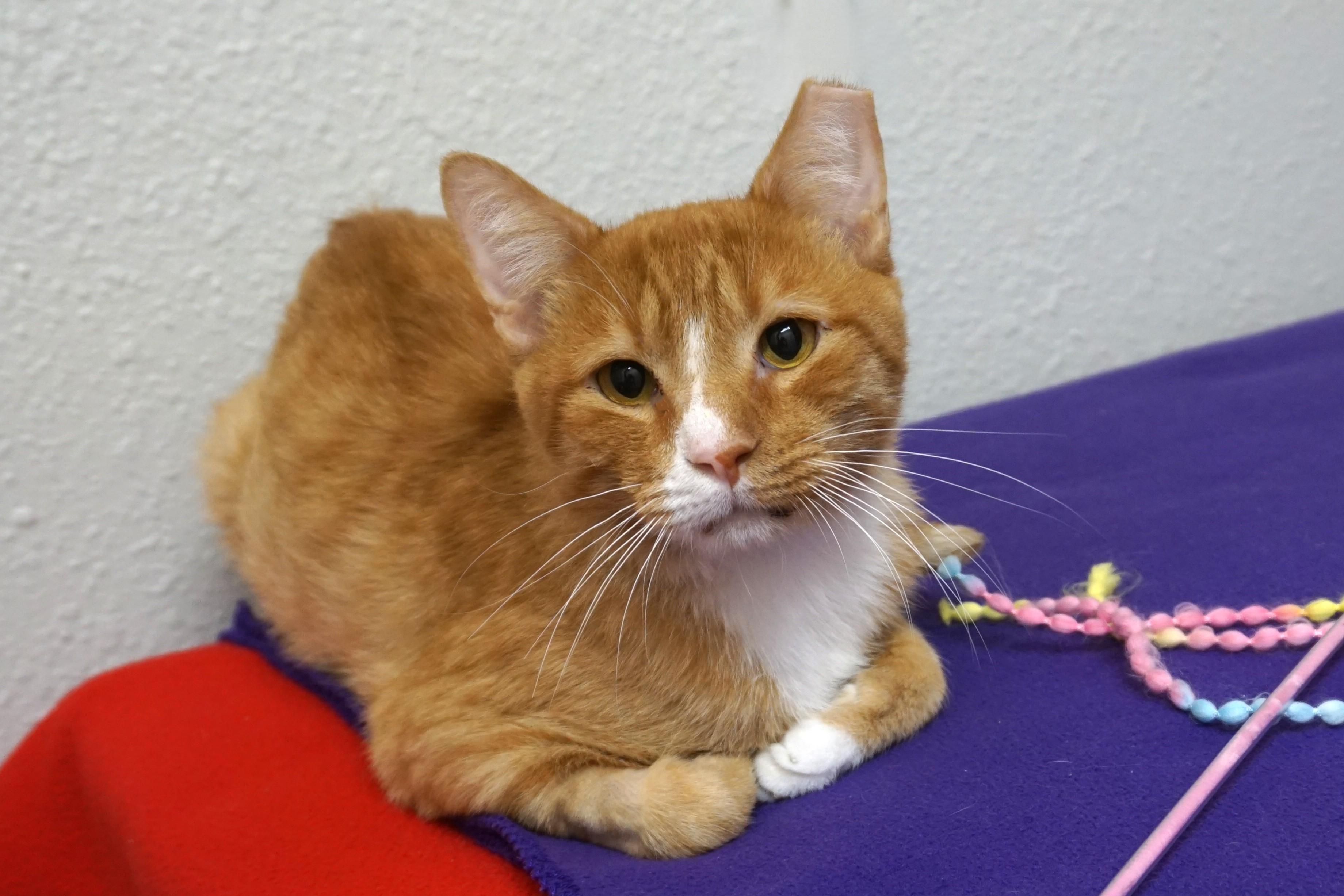Xavier, adopted, Adult Male Domestic Short Hair.