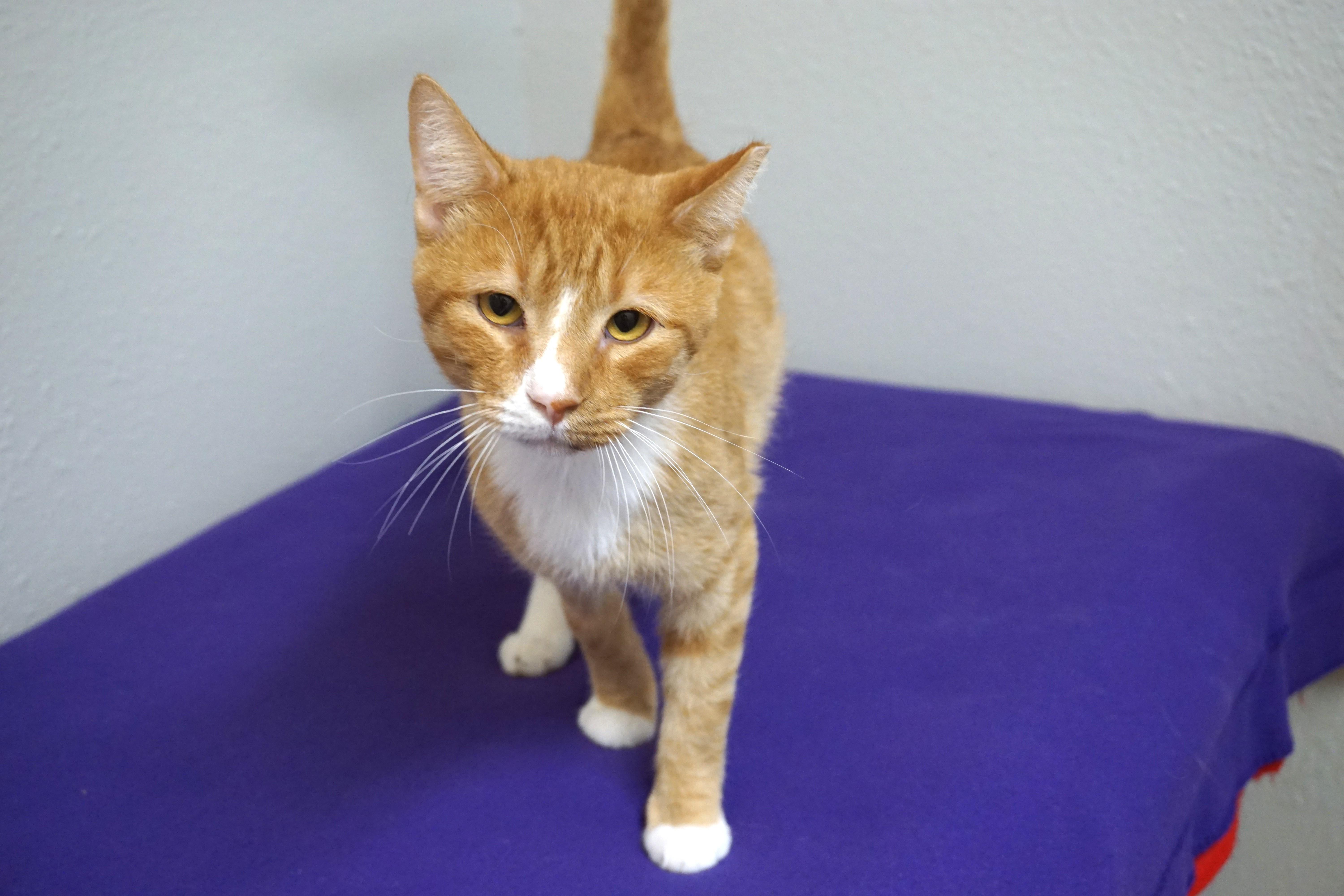 Enlarge Xavier, an adopted Domestic Short Hair in Fountain Hills, AZ image 2/3