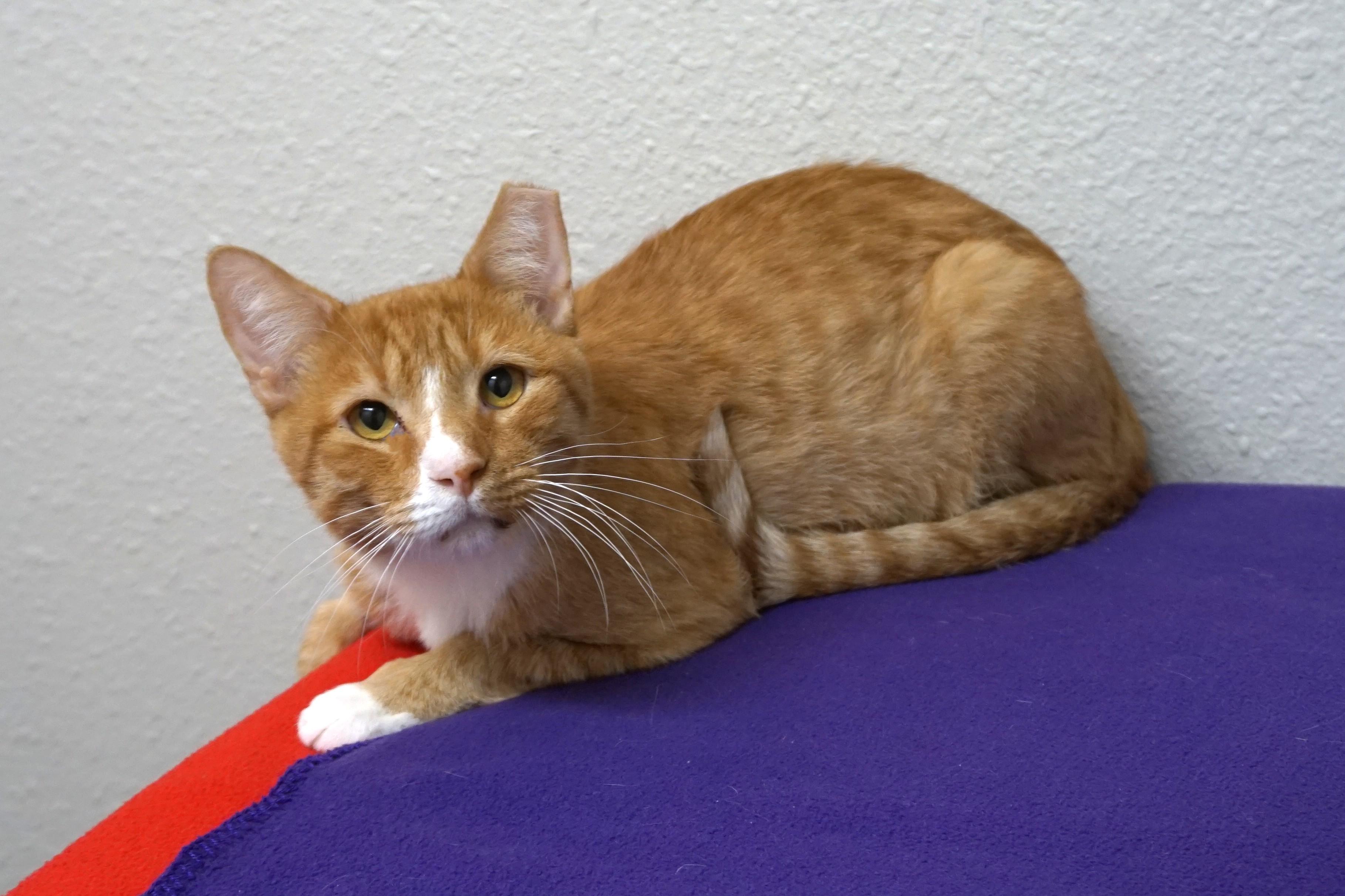 Enlarge Xavier, an adopted Domestic Short Hair in Fountain Hills, AZ image 3/3