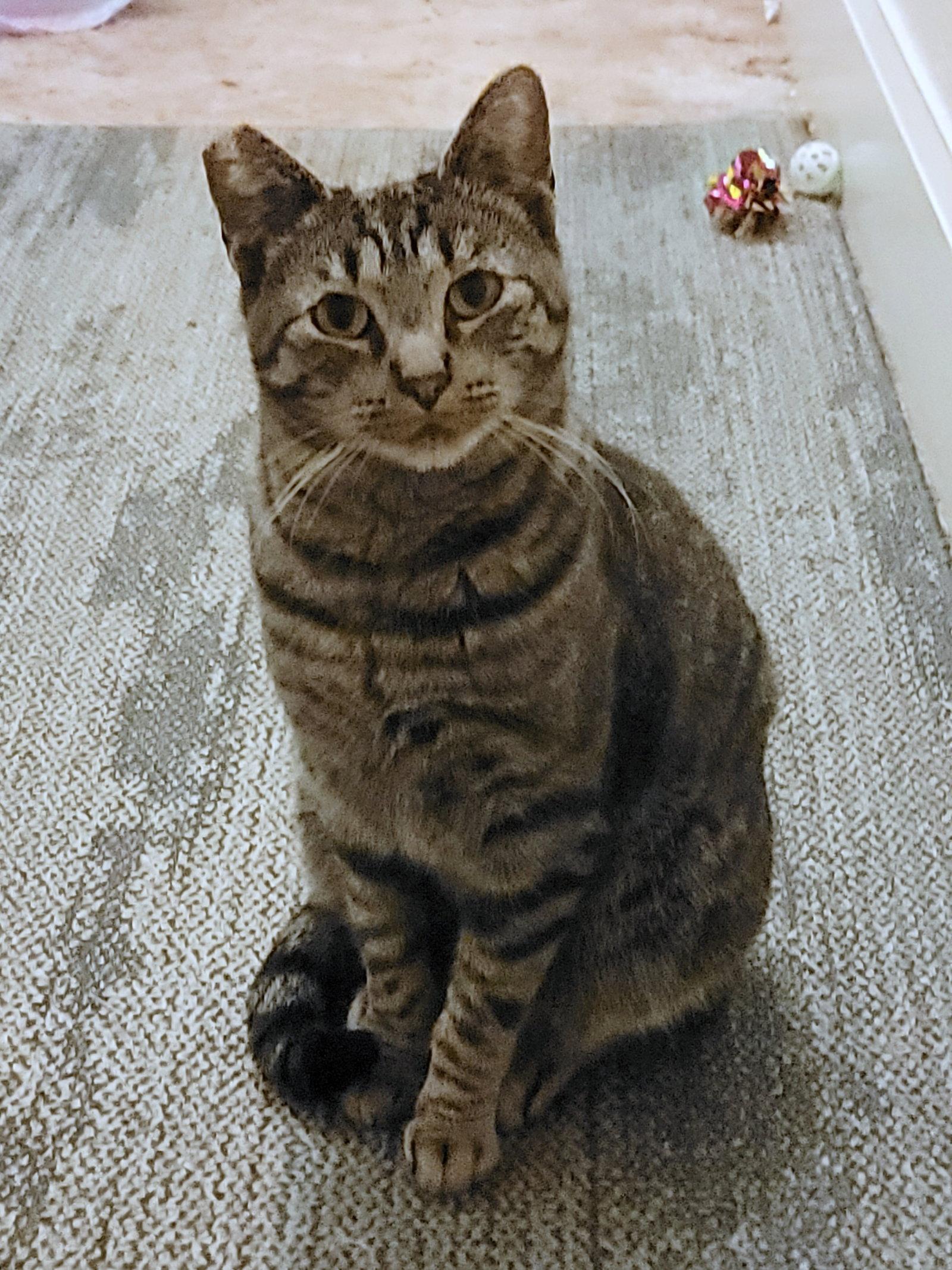 PEPPER #1920 - Offered by Owner, Adoptable, Young Male Domestic Short Hair.