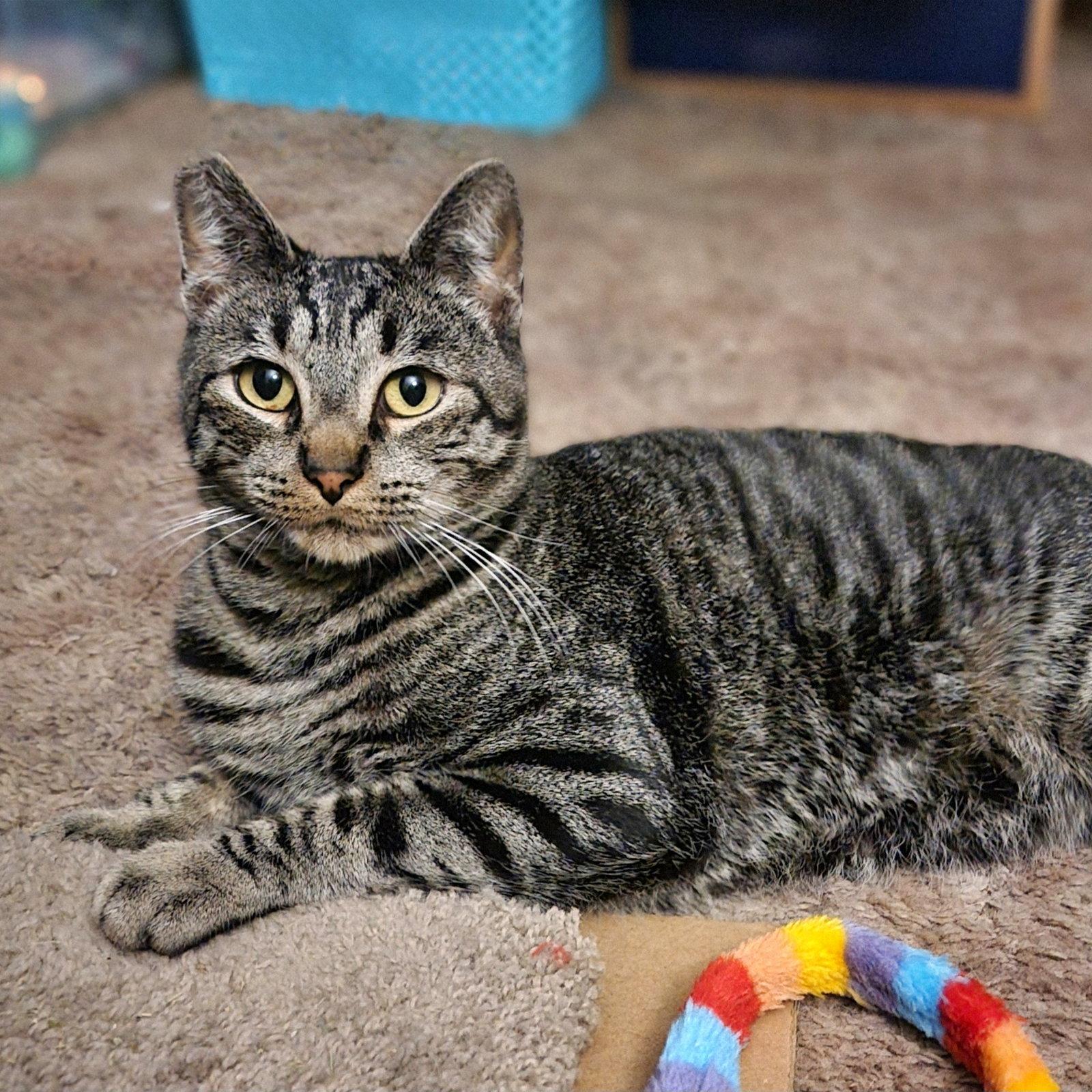 PEPPER #1920 - Offered by Owner, a Adoptable Domestic Short Hair in Hillsboro, OR image 2/3