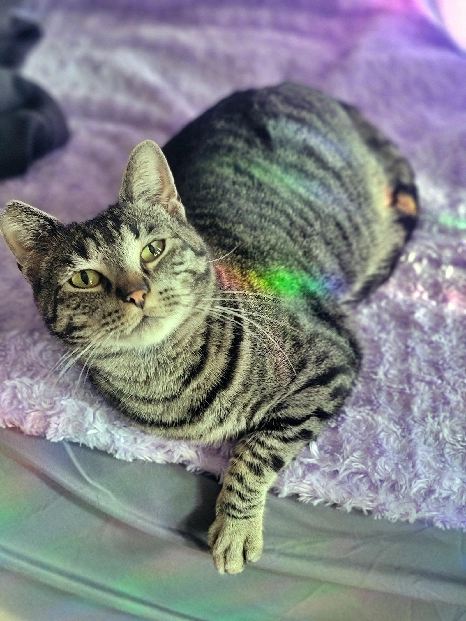 PEPPER #1920 - Offered by Owner, a Adoptable Domestic Short Hair in Hillsboro, OR image 3/3