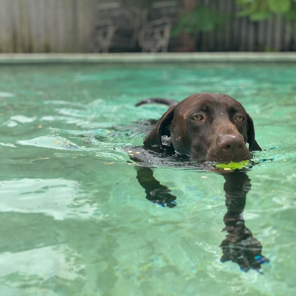 Jax, Adoptable, Adult Male Labrador Retriever & Hound.