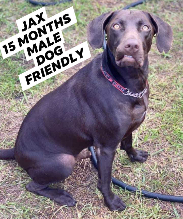 Jax, a Adoptable mixed breed in Coral Springs, FL image 3/11